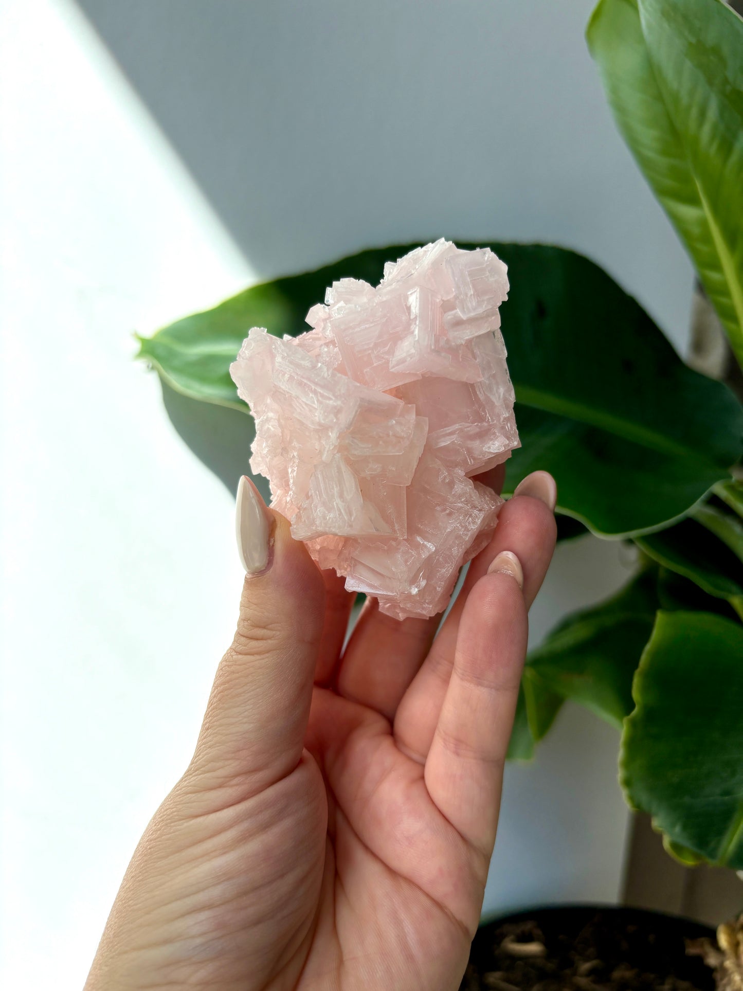 Pink Halite Cluster