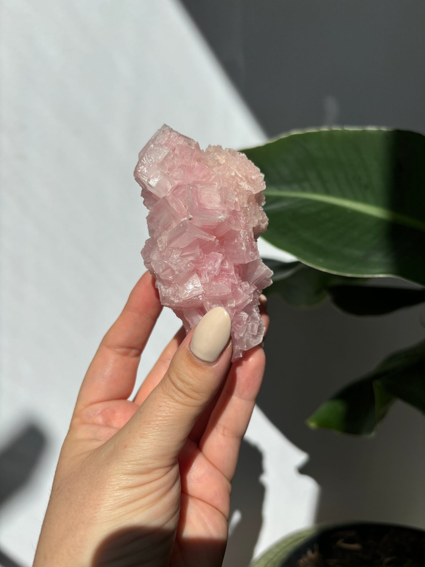 Pink Halite Cluster