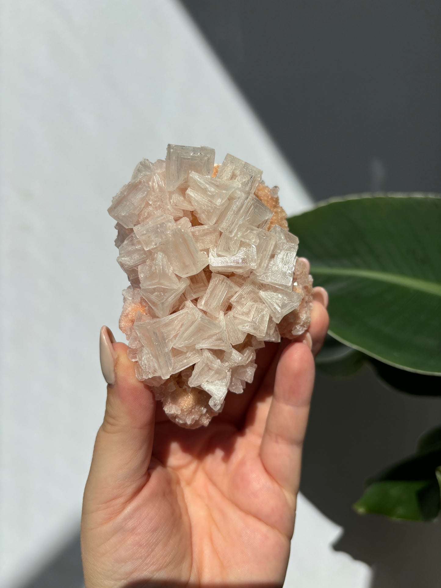 Pink Halite Cluster